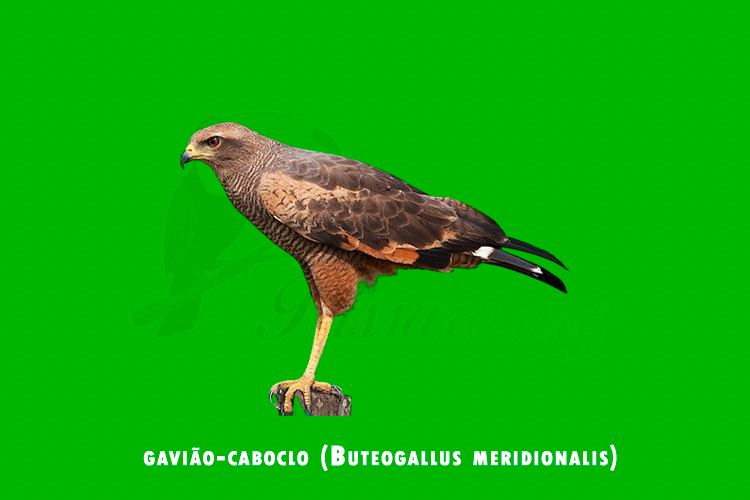 gaviao-caboclo (Buteogallus meridionalis)
