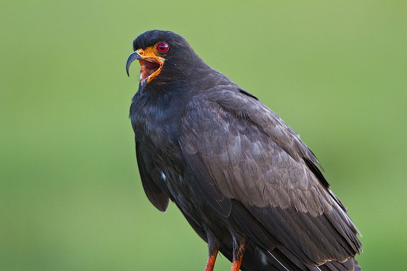 gaviao-caramujeiro