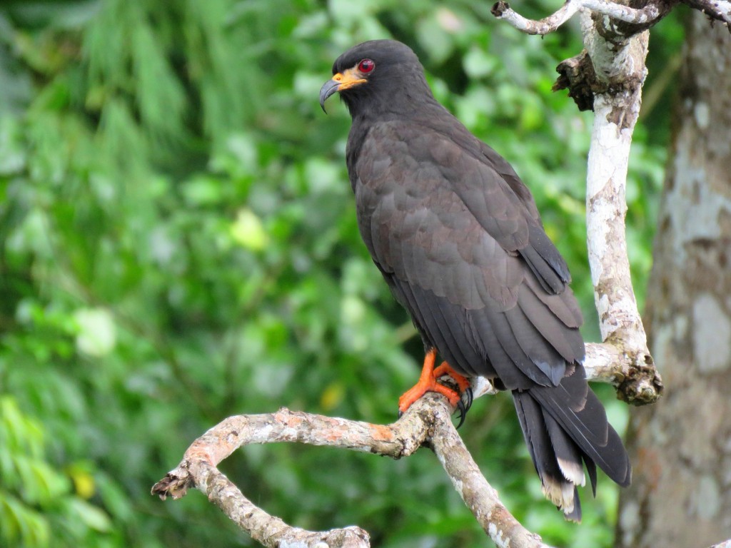 gaviao-caramujeiro