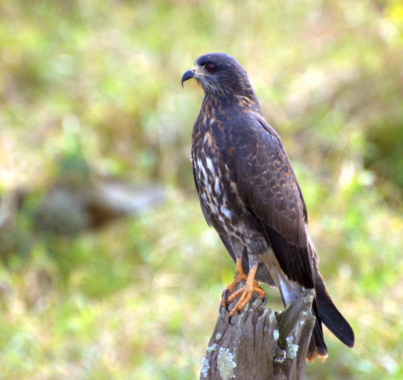 gaviao-caramujeiro