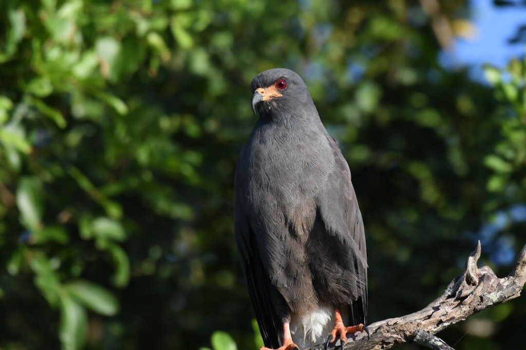 gaviao-caramujeiro