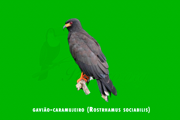 gaviao-caramujeiro (Rostrhamus sociabilis)