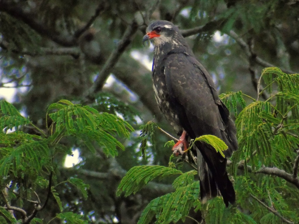 gaviao-caramujeiro