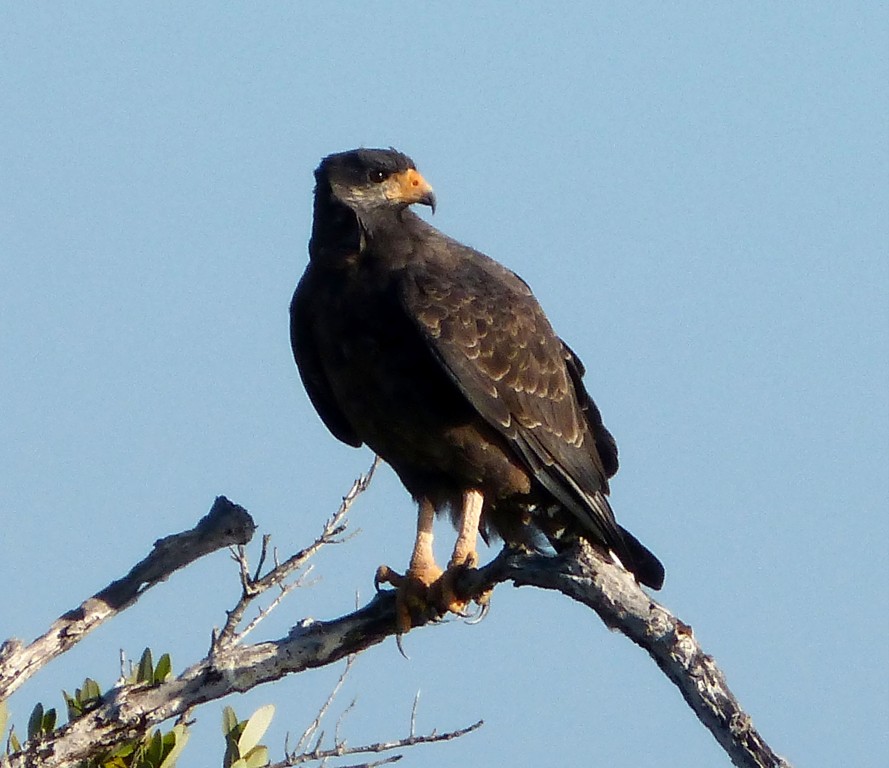 gaviao-caranguejeiro-negro