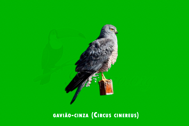 gaviao-cinza (Circus cinereus)