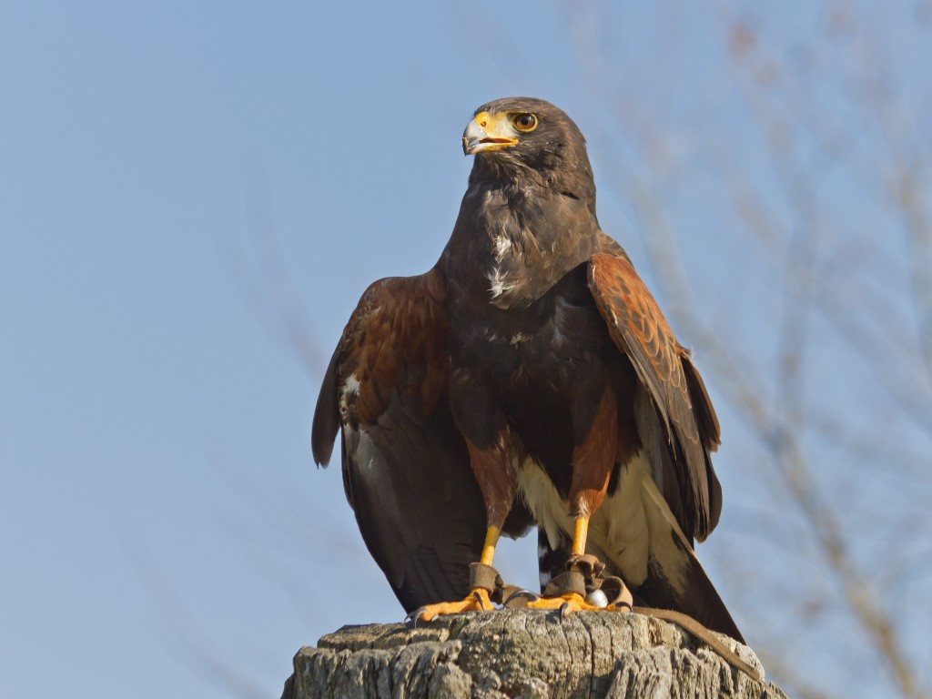 gaviao-de-asa-castanha