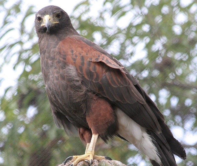 gaviao-de-asa-castanha