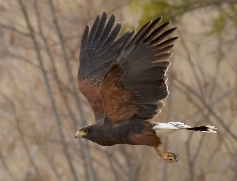 gaviao-de-asa-castanha