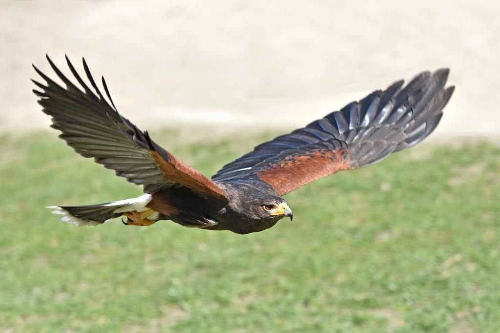 gaviao-de-asa-castanha