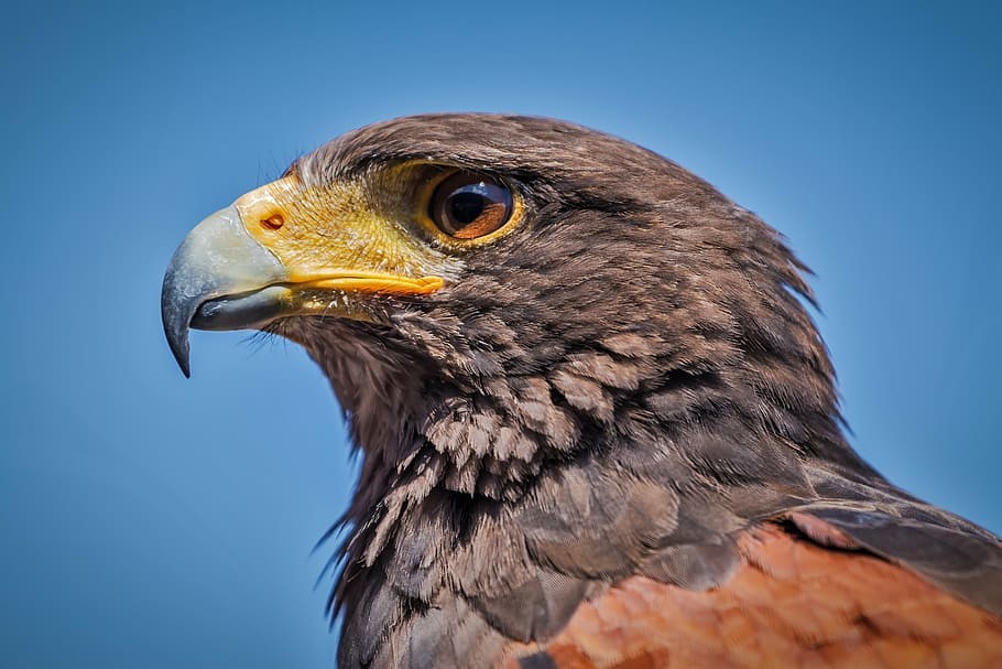 gaviao-de-asa-castanha