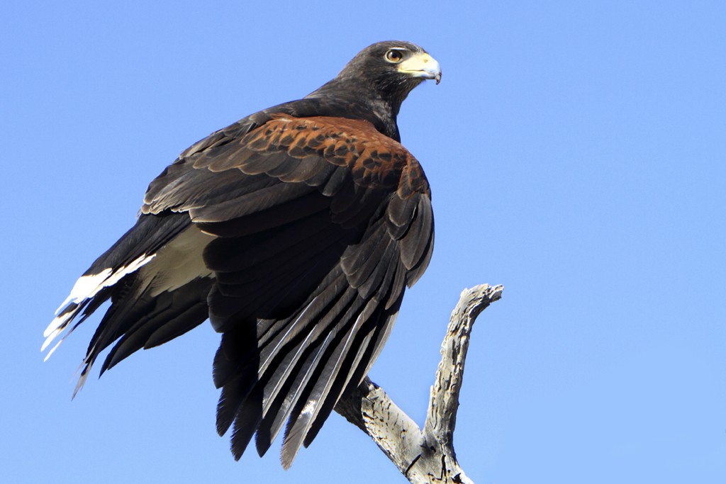 gaviao-de-asa-castanha