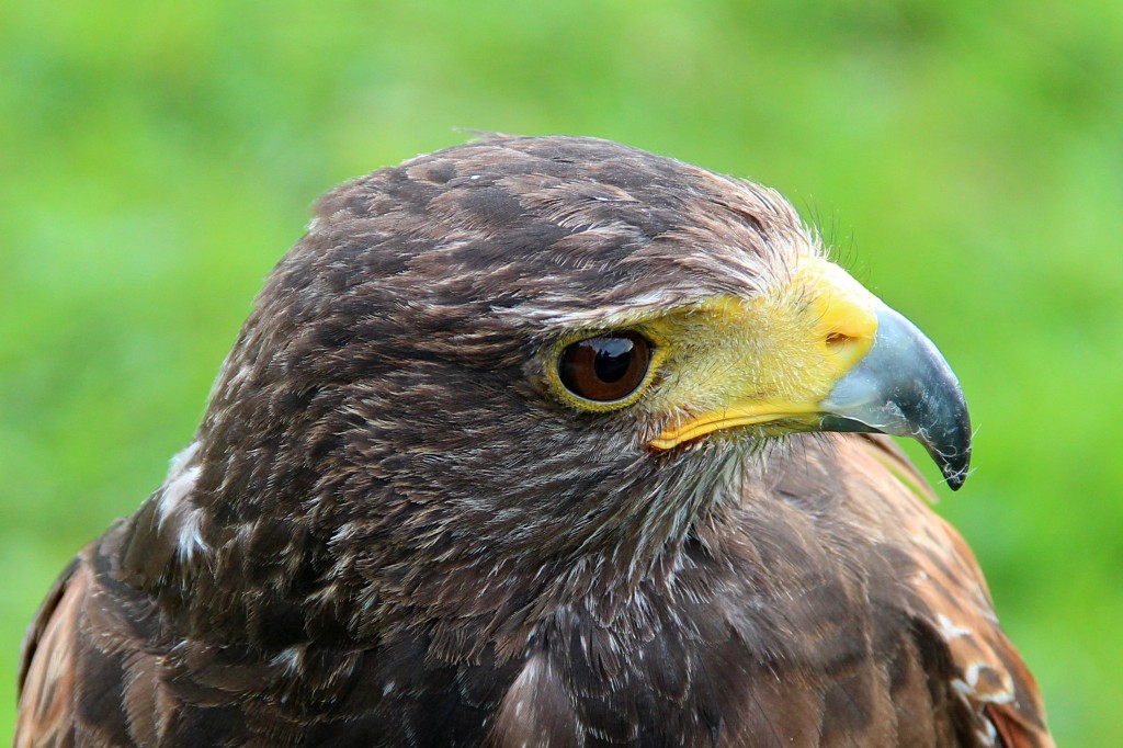 gaviao-de-asa-castanha