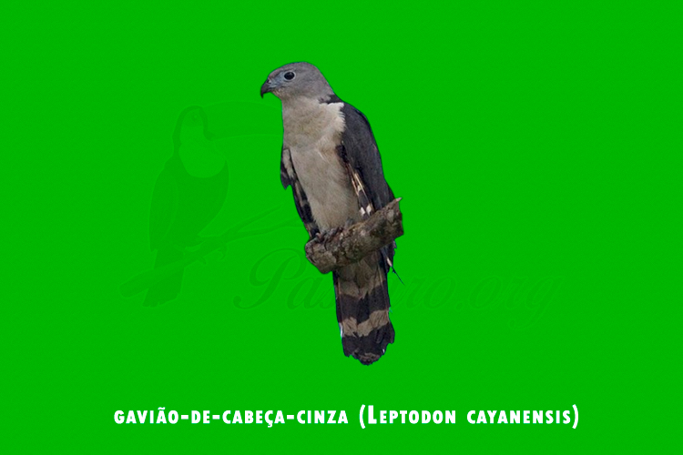 gaviao-de-cabeça-cinza (Leptodon cayanensis )