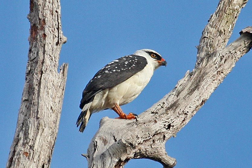 gaviao-de-cara-preta