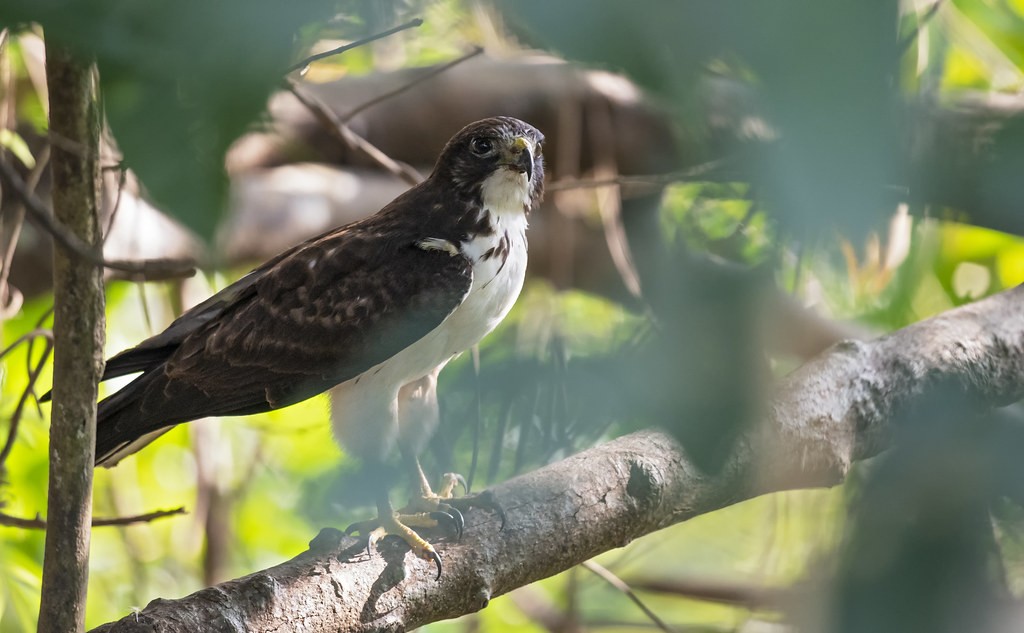 gaviao-de-cauda-curta