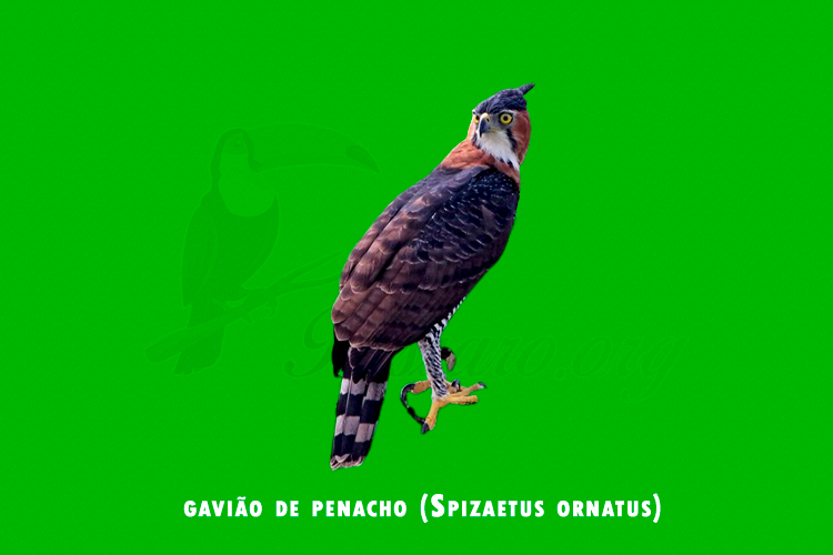 gaviao de penacho (Spizaetus ornatus)