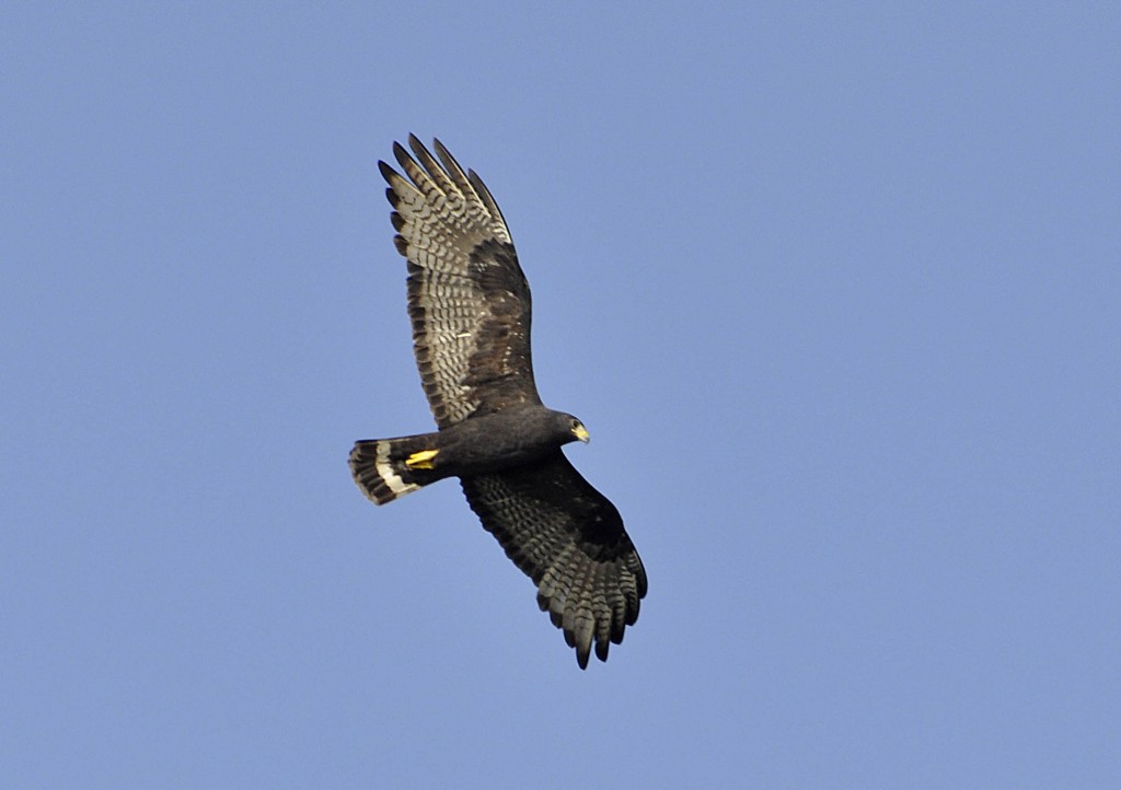 gaviao-de-rabo-barrado