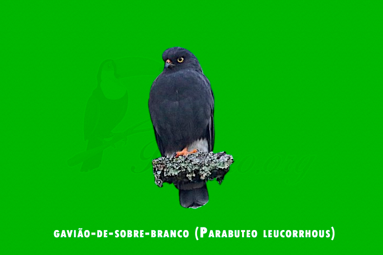 gaviao-de-sobre-branco ( Parabuteo leucorrhous)