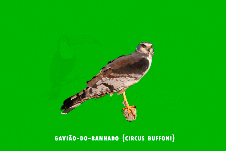 gaviao-do-banhado (circus buffoni )