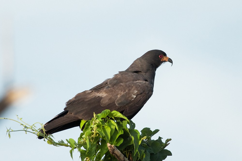 gaviao-do-igapo