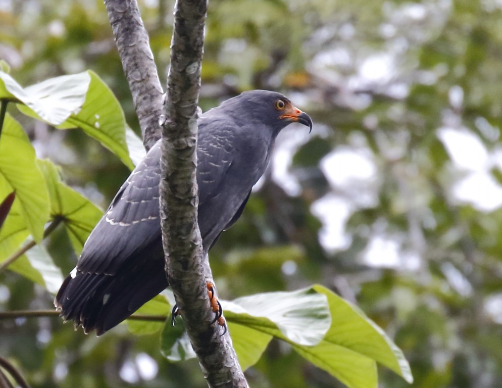 gaviao-do-igapo