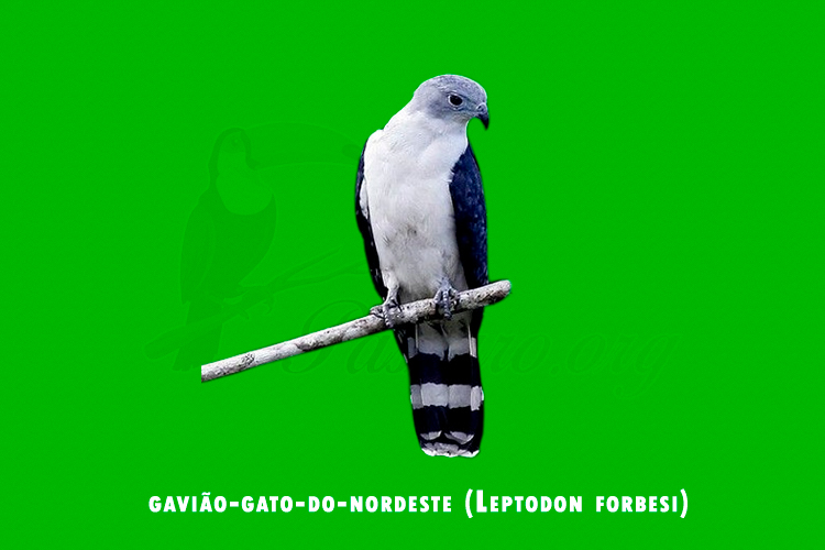 gaviao-gato-do-nordeste (Leptodon forbesi)