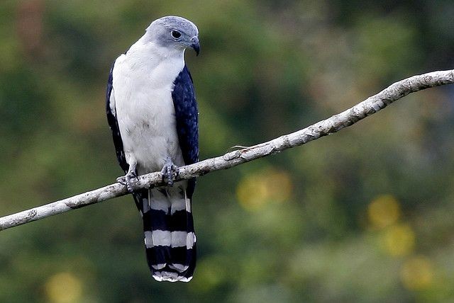 gaviao-gato