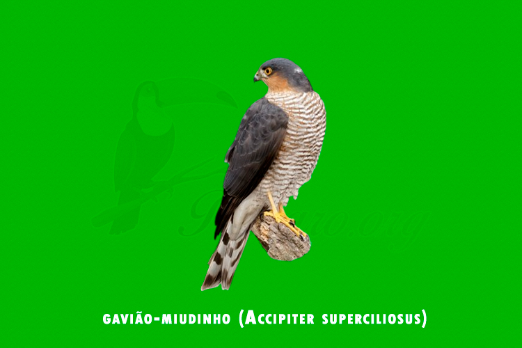 gaviao-miudinho (Accipiter superciliosus )
