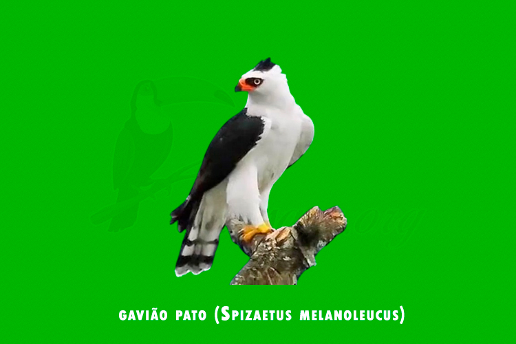 gaviao pato (Spizaetus melanoleucus)