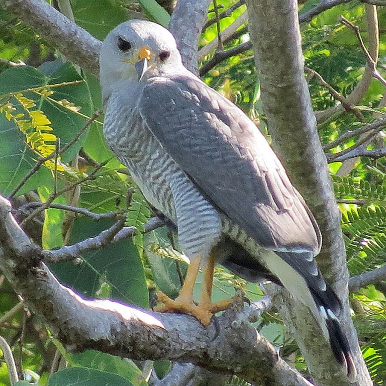 gaviao-pedres