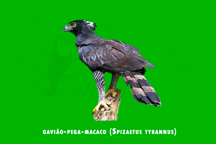 gaviao-pega-macaco (Spizaetus tyrannus)