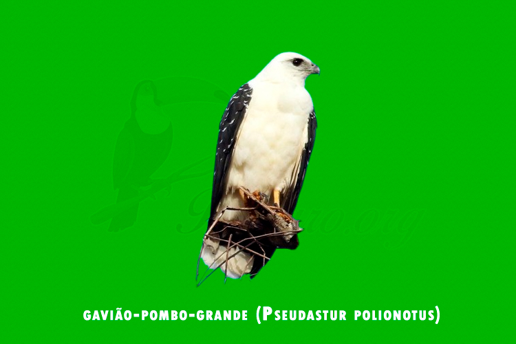 gaviao-pombo-grande (Pseudastur polionotus)