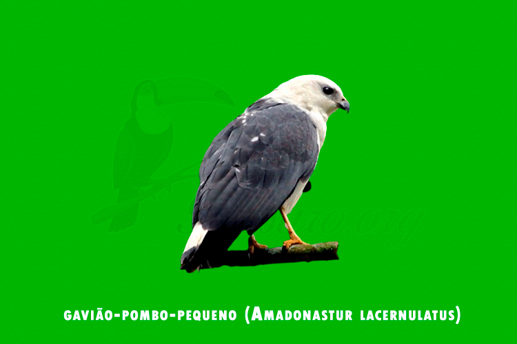 gaviao-pombo-pequeno (Amadonastur lacernulatus)