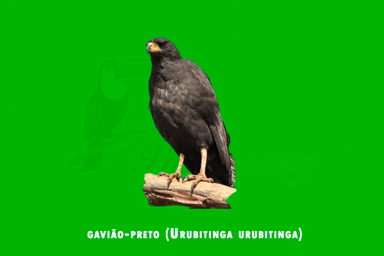 gaviao-preto (Urubitinga urubitinga)