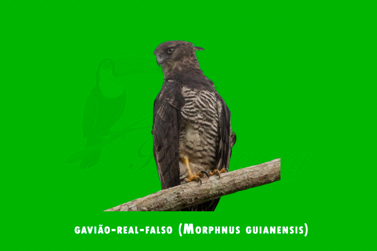 gaviao-real-falso (Morphnus guianensis)