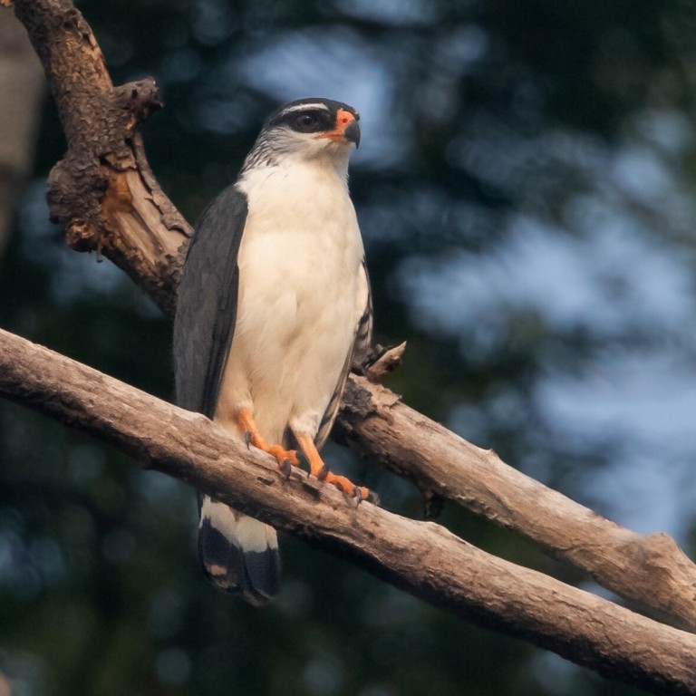 gaviao-vaqueiro