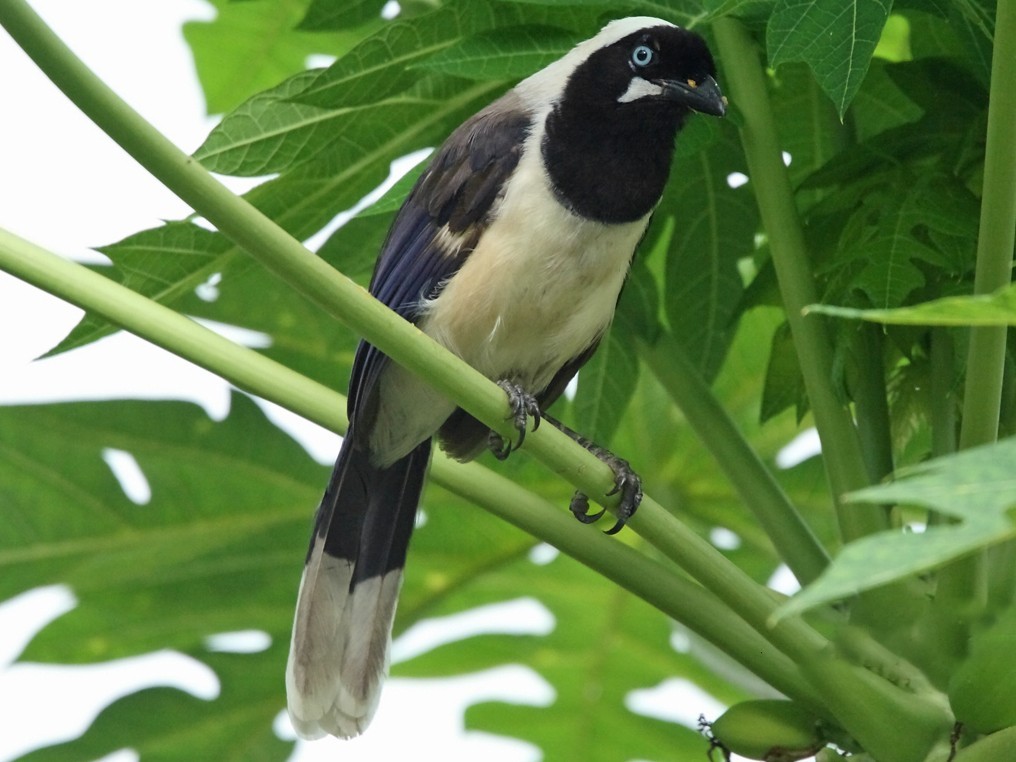 gralha-da-guiana