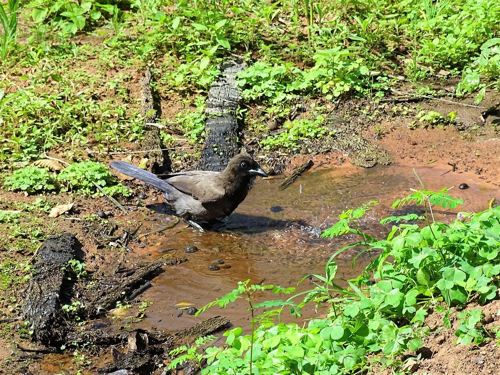 gralha-do-pantanal