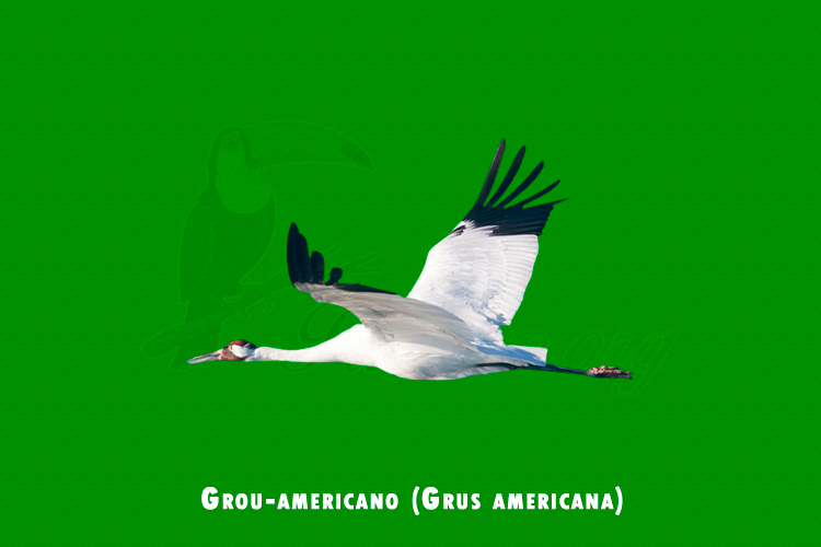 grou-americano (grus americana)