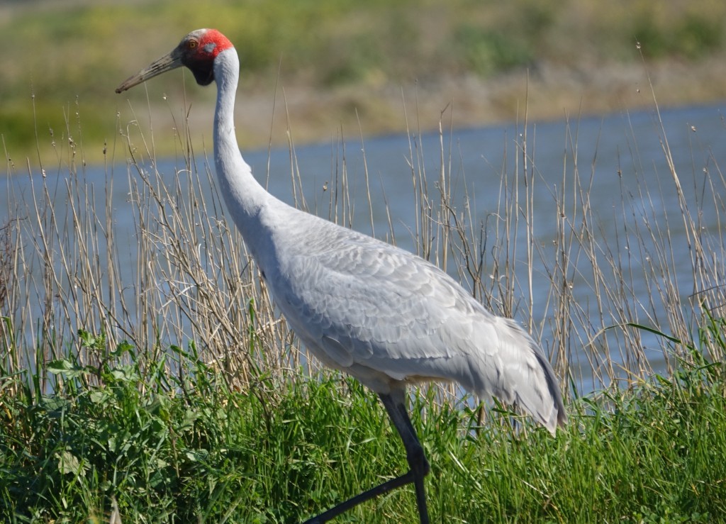 grou-australiano