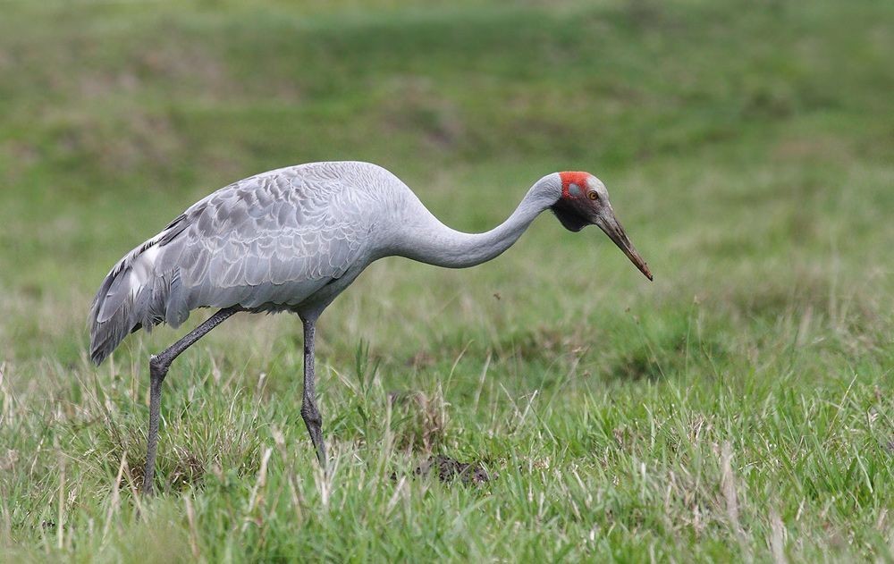 grou-australiano