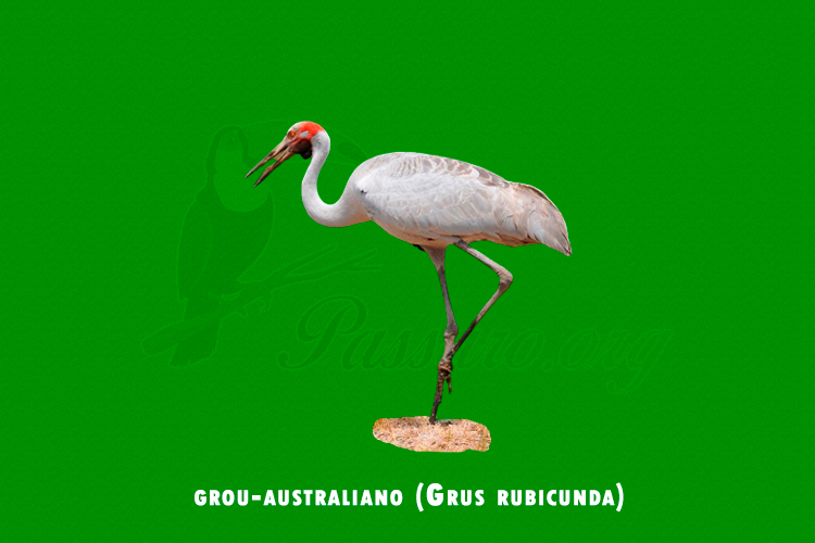 grou-australiano ( grus rubicunda)
