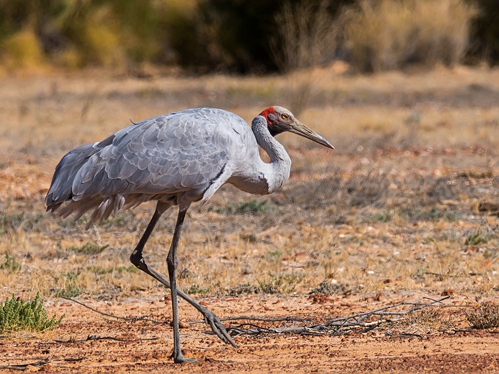 grou-australiano