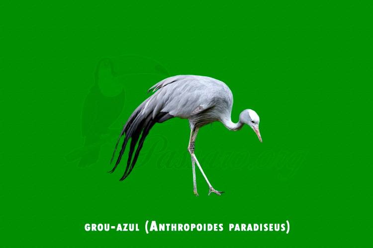 grou-azul (anthropoides paradiseus)