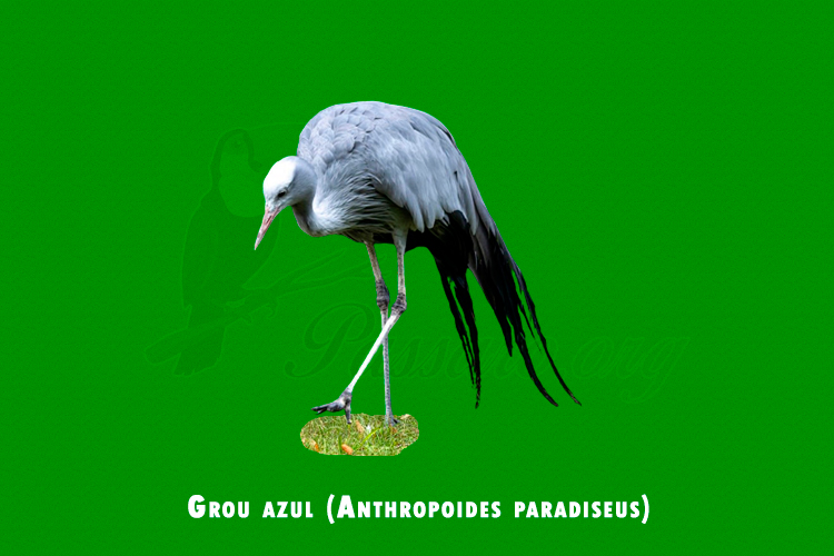 grou azul (anthropoides paradiseus)