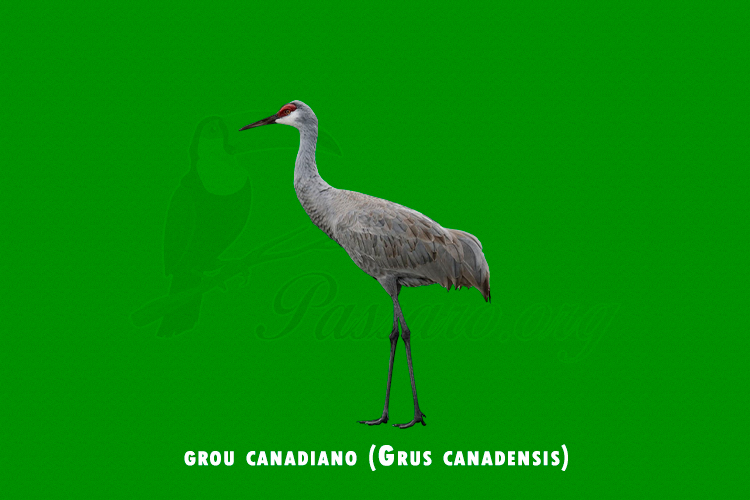 grou canadiano ( grus canadensis)