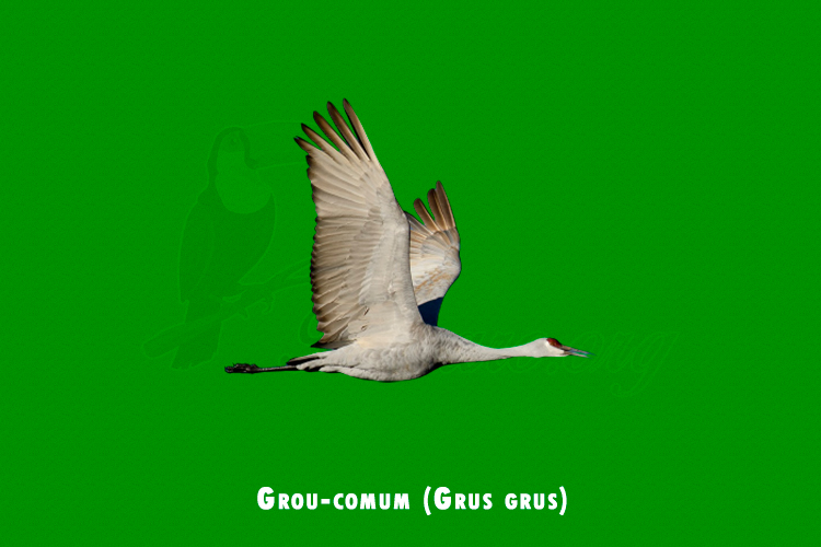 grou-comum (grus grus)