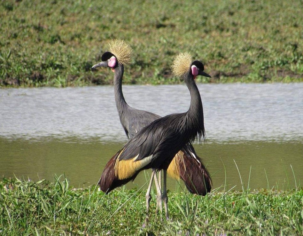 grou-coroado-oriental