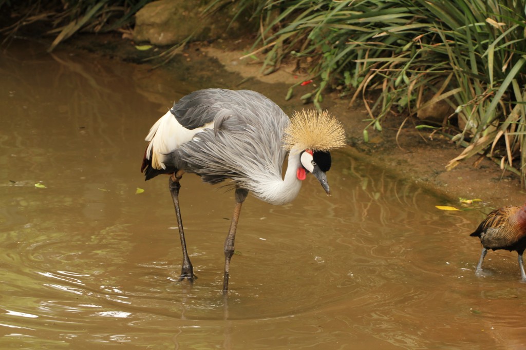 grou-coroado-oriental