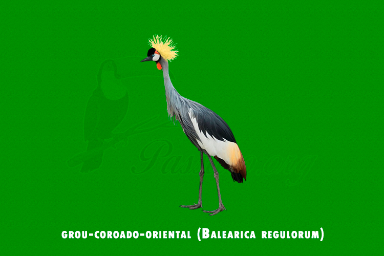 grou-coroado-oriental (balearica regulorum)